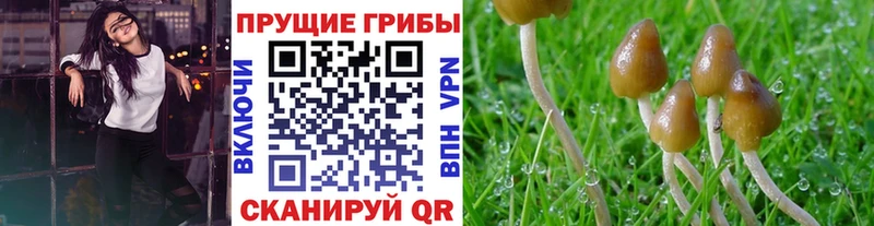 Галлюциногенные грибы MAGIC MUSHROOMS  Купить  Кудрово 